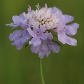 Tauben-Skabiose (Scabiosa columbaria)